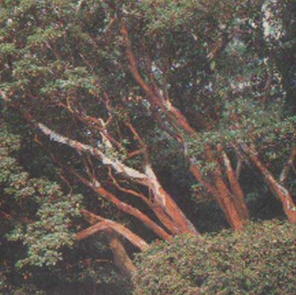Земляничное дерево