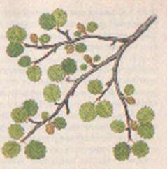 Карликовая березка - веточка с листьями и сережками